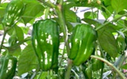 【お土産付】ピーマン・ミニパプリカ 収穫体験 体験チケット 神栖 農業体験