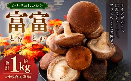 かむらのシイタケ富富 約1kg 【2026年1月下旬まで発送予定】 椎茸 しいたけ シイタケ きのこ キノコ 冷蔵 国産