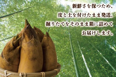【2026年4月より順次発送】たけのこ 約2kg(米ぬか付き)｜たけのこ タケノコ 筍 旬 米ぬか 堀りたて 先行予約 茨城県 行方市(CP-10)