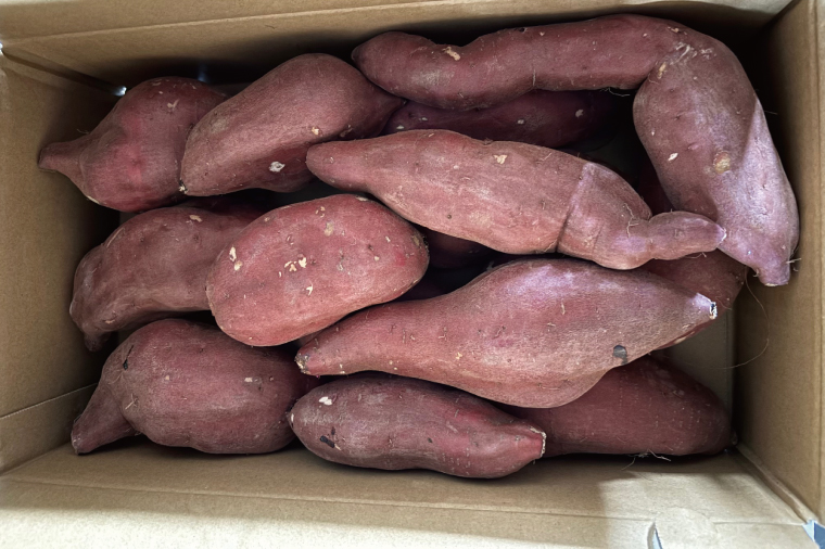 【2025年11月下旬より順次発送】【訳あり】行方かんしょ「紅優甘」さつまいも約5kg(洗い・不揃い)｜さつまいも サツマイモ さつま芋 お芋 紅優甘 行方かんしょ 訳あり わけあり 訳アリ 茨城県 行方市(AE-94)