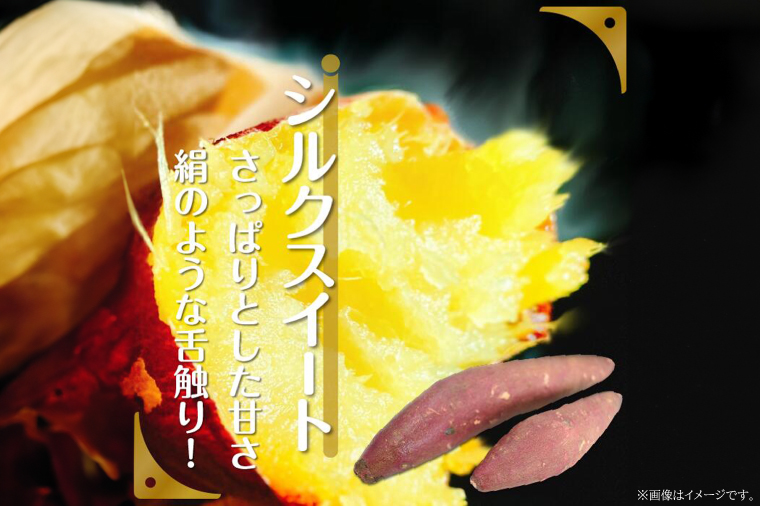 【訳あり】さつまいも　シルクスイート 約10kg｜さつまいも 芋 お芋 わけあり 訳あり シルクスイート タネのハシモト 茨城県 行方市(BS-22)
