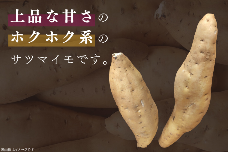 【2025年11月より順次発送】2025年度産 さつまいも しろほろり 約10kg｜さつまいも 芋 お芋 しろほろり 渋谷農園 先行予約 茨城県 行方市(BZ-42)