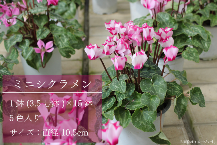【2025年10月より順次発送】須貝花園 ミニシクラメン(3.5号鉢) 15鉢セット｜シクラメン ミニシクラメン 花 季節の花 セット 須貝花園 先行予約 茨城県 行方市(C-1)
