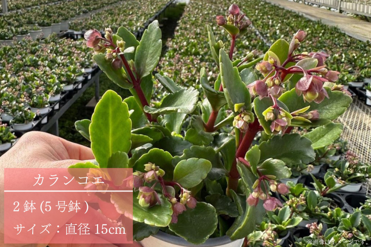 【2026年2月より順次発送】須貝花園 カランコエ 2鉢(5号鉢)｜カランコエ 花 多肉植物 季節の花 須貝花園 先行予約 茨城県 行方市(C-15)