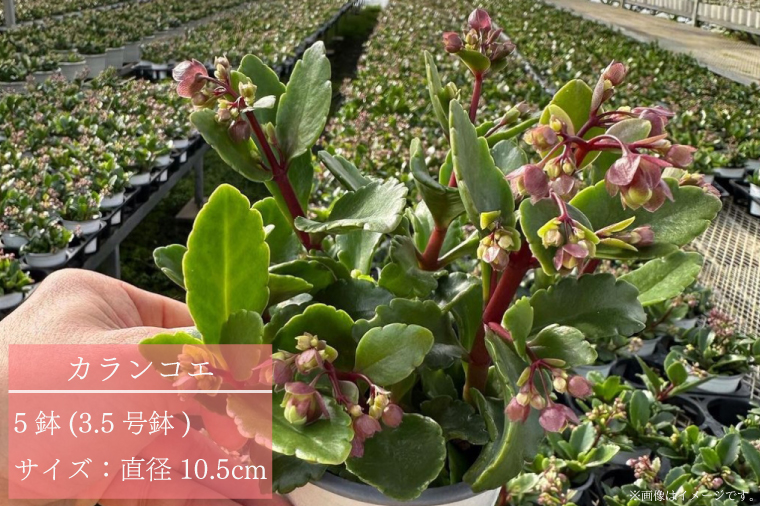 【2026年2月より順次発送】須貝花園 カランコエ 5鉢(3.5号鉢)｜カランコエ 花 多肉植物 季節の花 須貝花園 先行予約 茨城県 行方市(C-16)