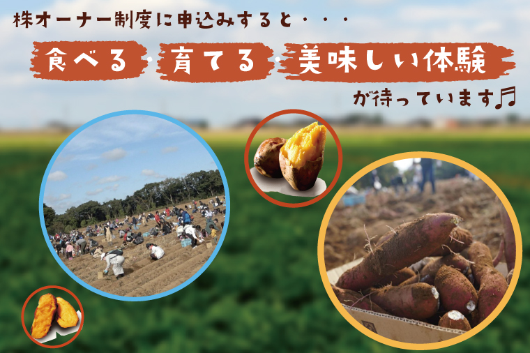 【早割B2プラン】2026年度おいも株オーナー制度 1口｜さつまいも 芋 サツマイモ お芋 おいも株 株 オーナー いばらきゴールド 安納芋 らぽっぽファーム 体験 農園 茨城県 行方市(CQ-27-1)