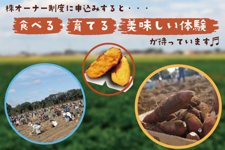 【早割B1プラン】2026年度おいも株オーナー制度 1口｜さつまいも 芋 サツマイモ お芋 おいも株 株 オーナー いばらきゴールド 米 お米 らぽっぽファーム 体験 農園 茨城県 行方市(CQ-6-1)