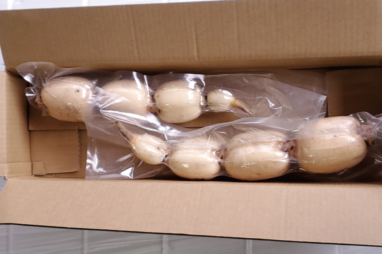 【2025年9月中旬より順次発送】【真空パック】【希少】【洗い】「横瀬農園の有機れんこん」  約２kg（２本入）｜農家直送 レンコン れんこん 茨城県産 野菜 根菜 行方市産 オーガニック 新鮮 栄養豊富 生産量 日本一(HB-1)