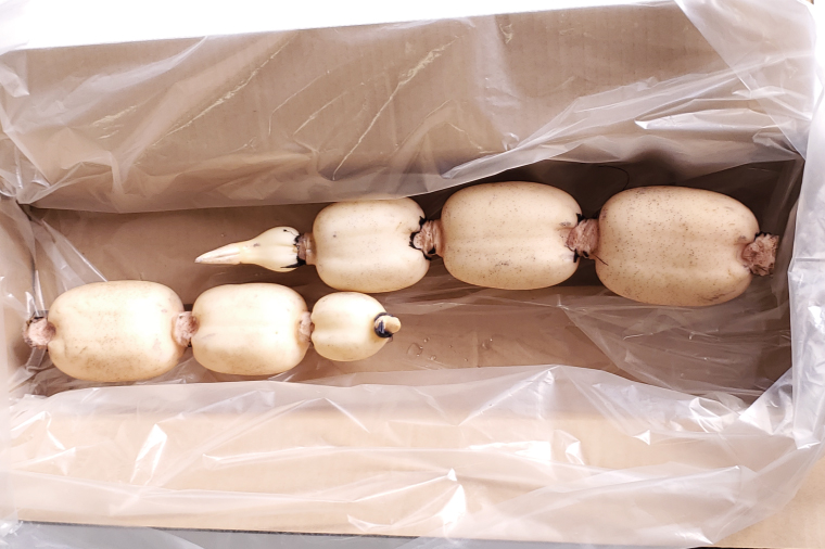 【2025年9月中旬より順次発送】【希少】【洗い】「横瀬農園の有機れんこん」 約２kg（２本入）｜ 農家直送 レンコン れんこん 茨城県産 野菜 根菜 行方市産 オーガニック 新鮮 栄養豊富 生産量 日本一(HB-2)