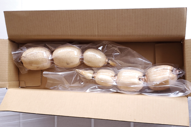 【2025年9月中旬より順次発送】【真空パック】【洗い】「横瀬農園のれんこん」 約２kg（２本入）/ 農家直送 レンコン れんこん 茨城県産 野菜 根菜 行方市産  新鮮 栄養豊富 生産量 日本一(HB-3)