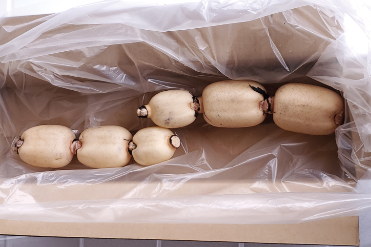 【2025年9月中旬より順次発送】【洗い】「横瀬農園のれんこん」 約２kg（２本入）/ 農家直送 レンコン れんこん 茨城県産 野菜 根菜 行方市産  新鮮 栄養豊富 生産量 日本一(HB-5)