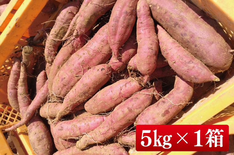【2025年9月より順次発送】さつまいも(紅はるか) 約5kg｜さつまいも 芋 サツマイモ 紅はるか 先行予約 茨城県 行方市(HP-1)