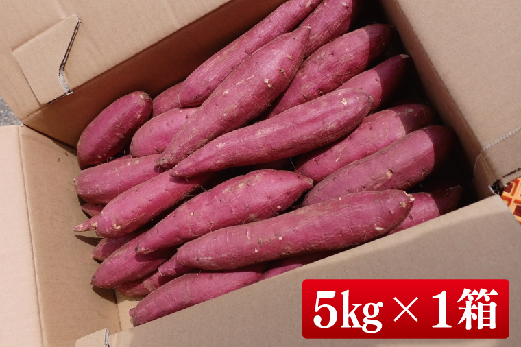 【2025年9月より順次発送】さつまいも(シルクスイート) 約5kg｜さつまいも 芋 サツマイモ シルクスイート 先行予約 茨城県 行方市(HP-2)