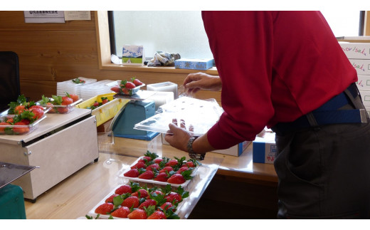 【2026年3月発送】甘～い！いちご やよいひめ 2箱(1箱：12粒～15粒入り)｜いちご イチゴ 苺 ストロベリー やよいひめ 果物 くだもの フルーツ 先行予約 茨城県 行方市(V-9)