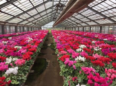 【2025年12月より順次発送】シクラメン 1鉢(6号鉢)｜シクラメン 花 季節の花 須貝花園 先行予約 茨城県 行方市(C-2)