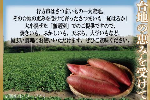 【2026年2月より順次発送】★訳あり★ 無選別 行方台地のさつまいも 紅はるか 約10kg｜さつまいも 芋 サツマイモ 紅はるか 訳あり わけあり 無選別 先行予約 茨城県 行方市(CU-55-5)