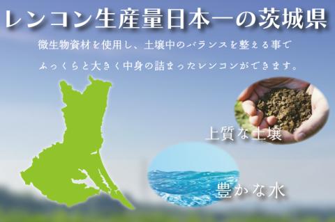 レンコン 約2kg｜茨城県 行方市 ふるさと納税 蓮根 レンコン(EG-2)