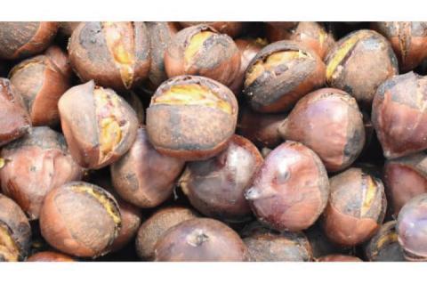 【2025年10月中旬より順次発送】なめがたの焼き栗(300g×3袋)｜栗 焼き栗 焼栗 くり クリ 熟成 真空 真空パック 先行予約 茨城県 行方市(CS-1)