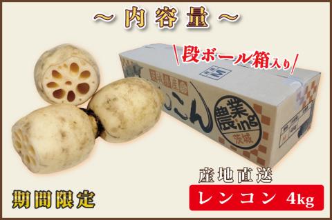 行方市産れんこん 約4kg｜蓮根 れんこん レンコン 野菜 行方市産 茨城県 行方市(DV-5)