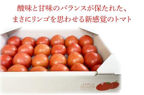 【2026年1月より順次発送】東山農園のアップルトマト 約1.5kg｜トマト とまと 野菜 やさい アップルトマト 新感覚 濃厚 先行予約 フルーツ フルーツトマト 茨城県 行方市 ふるさと納税(FP-1)