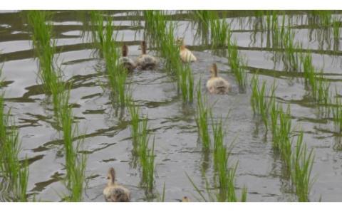 CT-15 【純米酒】笑鴨　720ml×2本