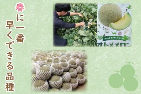 BW-22　【4月中旬発送】オトメメロン（４～６玉）