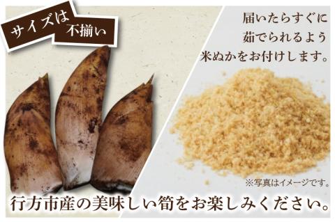 【2026年4月より順次発送】たけのこ 約2kg(米ぬか付き)｜たけのこ タケノコ 筍 旬 米ぬか 堀りたて 先行予約 茨城県 行方市(CP-10)