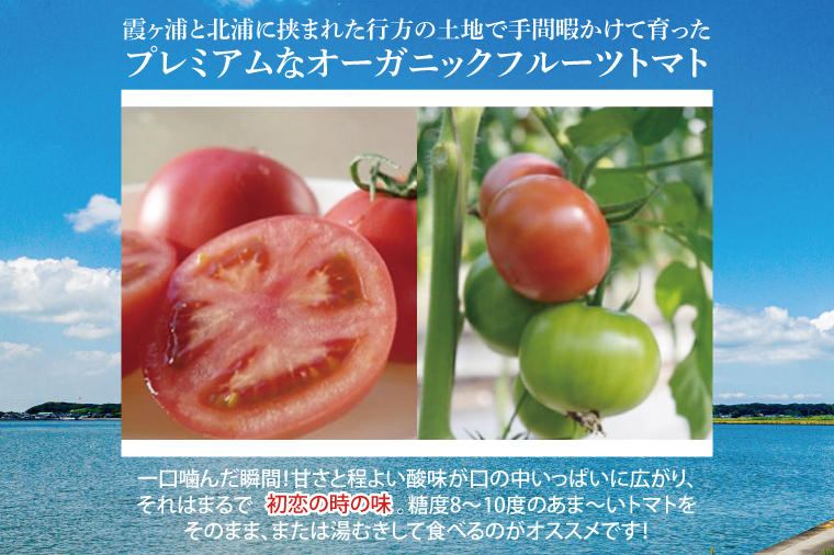 【2026年2月より順次発送】【3ヶ月定期便】★フルーツトマト★KISSトマト 1箱｜トマト とまと フルーツ フルーツトマト KISSトマト 先行予約 定期便 茨城県 行方市(AC-5)