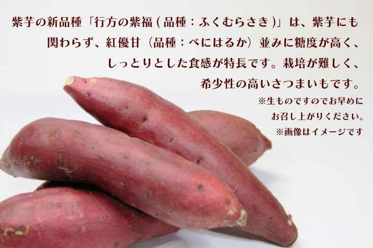 【2026年2月より順次発送】【訳あり】行方かんしょ「行方の紫福」さつまいも約10kg（洗い・不揃い・C品）｜さつまいも サツマイモ さつま芋 お芋 行方の紫福 訳あり わけあり 訳アリ 行方かんしょ 茨城県 行方市(AE-113)