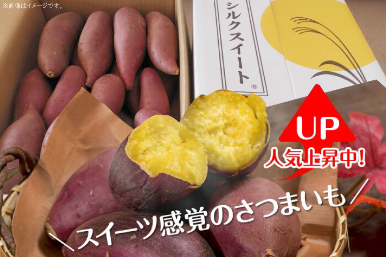 【訳あり】さつまいも　シルクスイート 約10kg｜さつまいも 芋 お芋 わけあり 訳あり シルクスイート タネのハシモト 茨城県 行方市(BS-22)