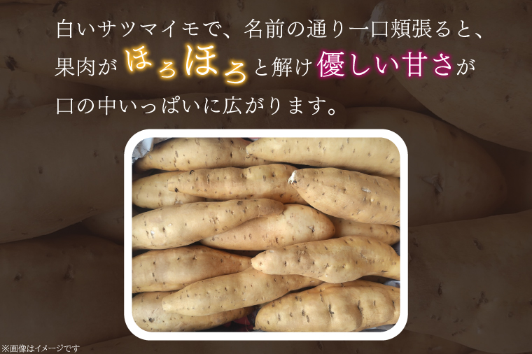 【2025年11月より順次発送】2025年度産 さつまいも しろほろり 約10kg｜さつまいも 芋 お芋 しろほろり 渋谷農園 先行予約 茨城県 行方市(BZ-42)