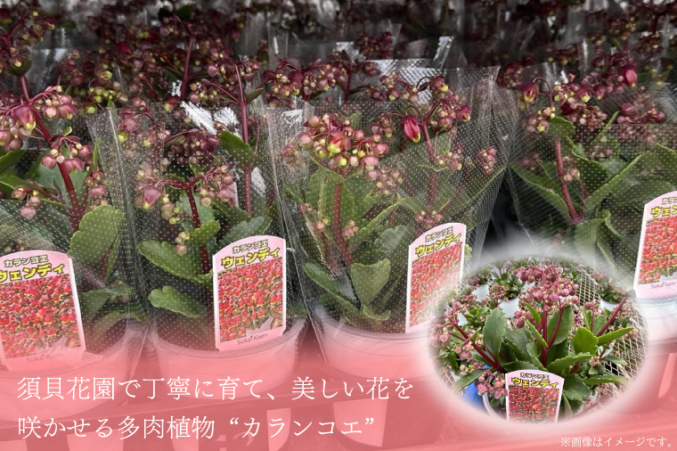 【2026年2月より順次発送】須貝花園 カランコエ 5鉢(3.5号鉢)｜カランコエ 花 多肉植物 季節の花 須貝花園 先行予約 茨城県 行方市(C-16)