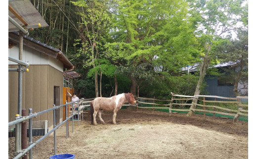 CV-5 ポニーに乗ってお散歩。中級者乗馬（約60分間／1名様）