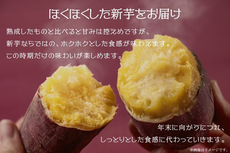 【2025年9月より順次発送】農産物直売所「やさいの声」紅はるか 新芋 洗い 約5kg|さつまいも サツマイモ 紅はるか 洗い 行方市 ふるさと納税(EK-9)