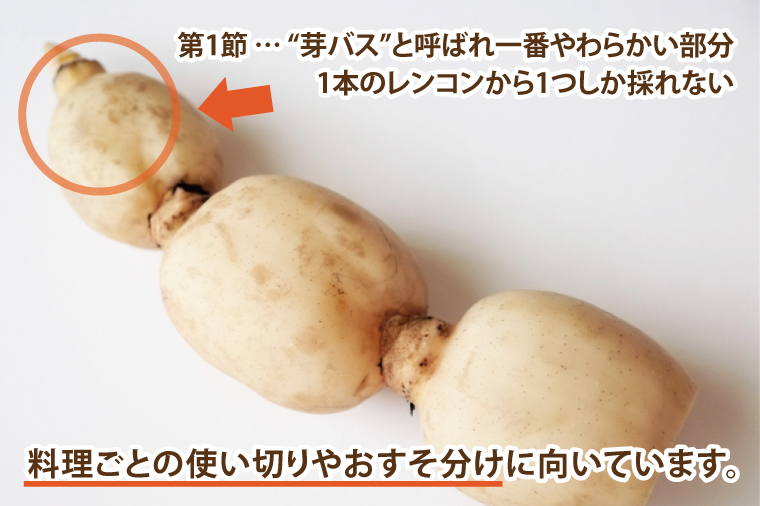 【2025年9月中旬より順次発送】【真空パック】【洗い】【柔らかい】「横瀬農園の芽バスれんこん」 約２kg（400?500ｇ×4?5袋）/ 農家直送 レンコン れんこん 茨城県産 野菜 根菜 行方市産  新鮮 栄養豊富 生産量 日本一(HB-6)