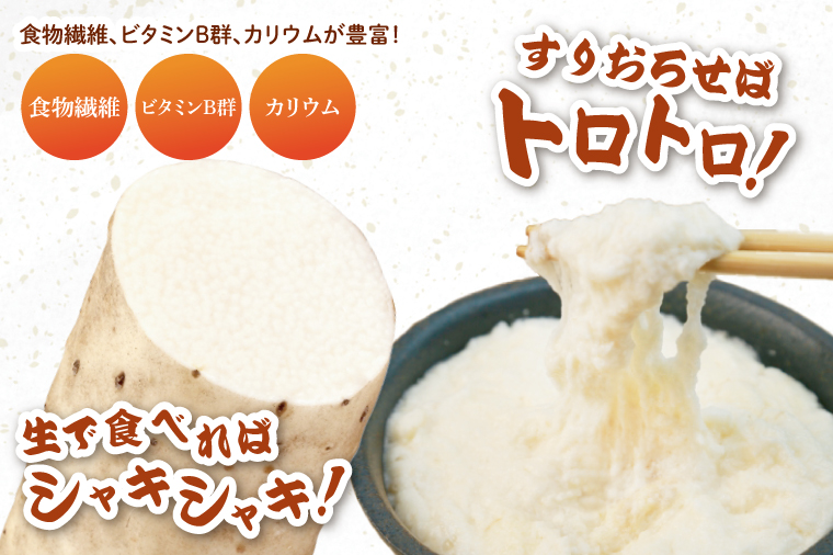 【2025年12月より順次発送】風間商店さんのながいも 約5kg(10～12本)｜ながいも いも 芋 長芋 野菜 やさい 人気 美容 健康 腸活 味噌汁 天ぷら 茨城県 行方市 行方市産(HO-2)