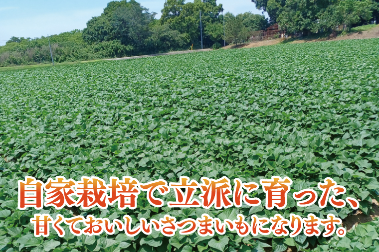 【2025年9月より順次発送】さつまいも(紅はるか) 約5kg｜さつまいも 芋 サツマイモ 紅はるか 先行予約 茨城県 行方市(HP-1)