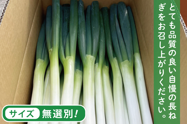 河野農園自慢の新鮮長ねぎ 約5.5kg｜長ネギ 長ねぎ ネギ ねぎ 葱 野菜 やさい 新鮮 茨城県 行方市(HW-2)