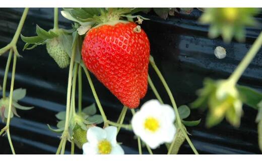 【2026年4月発送】甘～い！いちご やよいひめ 3箱(1箱：12粒～15粒入り)｜いちご イチゴ 苺 ストロベリー やよいひめ 果物 くだもの フルーツ 先行予約 茨城県 行方市(V-4)