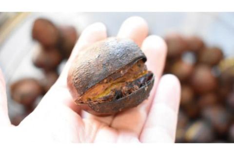 【2025年10月中旬より順次発送】なめがたの焼き栗(300g×2袋)｜栗 焼き栗 焼栗 くり クリ 熟成 真空 真空パック 先行予約 茨城県 行方市(CS-5)