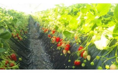 【2026年3月発送】★数量限定★爽やかな甘味！いちご（かおり野）15粒入り 2箱｜いちご 苺 フルーツ 果物 かおり野 茨城県 行方市(W-1)