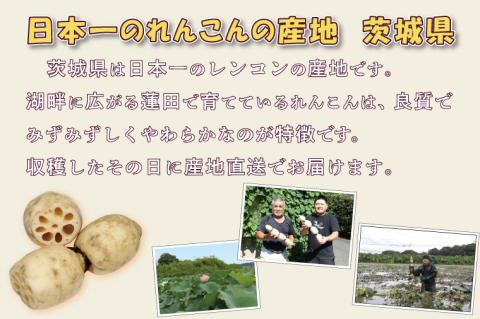 行方市産れんこん 約4kg｜蓮根 れんこん レンコン 野菜 行方市産 茨城県 行方市(DV-5)