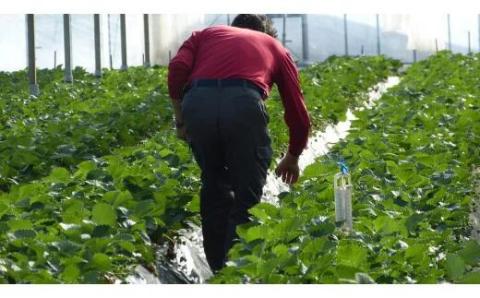 【2026年2月発送】甘～い！いちご やよいひめ 1箱(12粒～15粒入り)｜いちご イチゴ 苺 ストロベリー やよいひめ 果物 くだもの フルーツ 先行予約 茨城県 行方市(V-19)