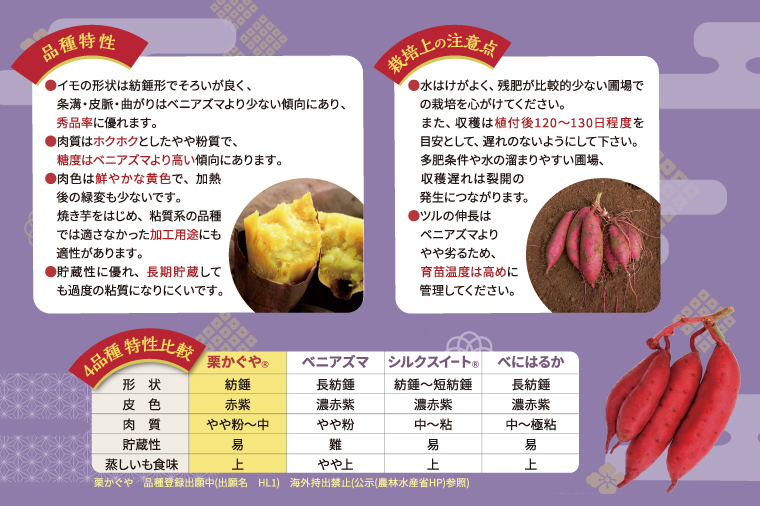 栗かぐや苗600本6月5日発送 さつまいも苗（サツマイモ）】カネコ種苗 栗かぐや（くりかぐや