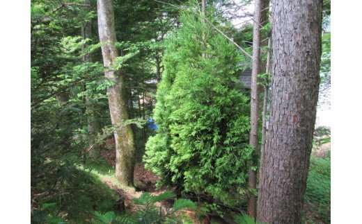 AO-4 芝生種子（50平方メートル）＆樹木（2本）