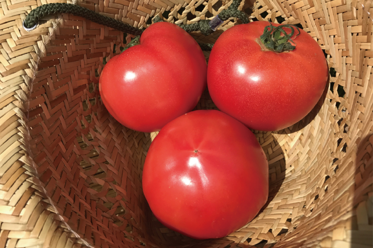 【10ヶ月定期便】★毎月上旬発送★身体が喜ぶ季節の野菜 10～12品目｜野菜 やさい 野菜セット セット 詰め合わせ おまかせ 定期便 野菜定期便 茨城県 行方市(BI-110)