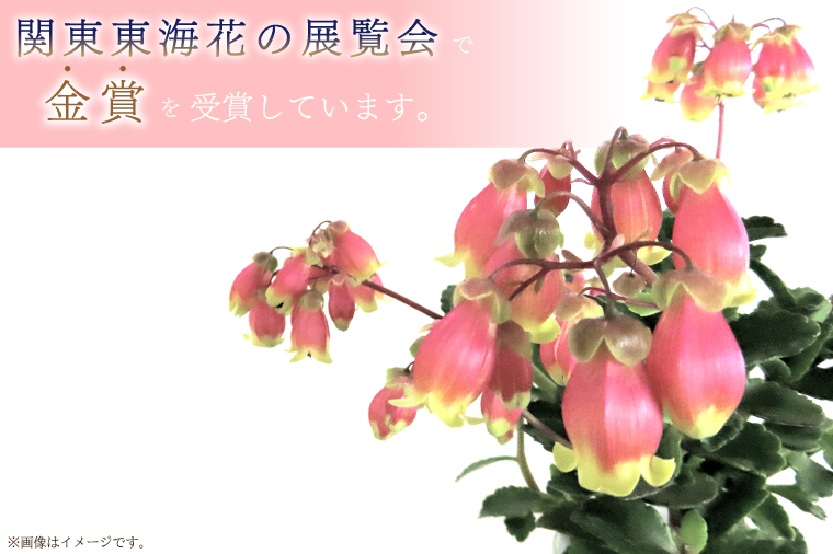 【2026年2月より順次発送】須貝花園 カランコエ 5鉢(3.5号鉢)｜カランコエ 花 多肉植物 季節の花 須貝花園 先行予約 茨城県 行方市(C-16)