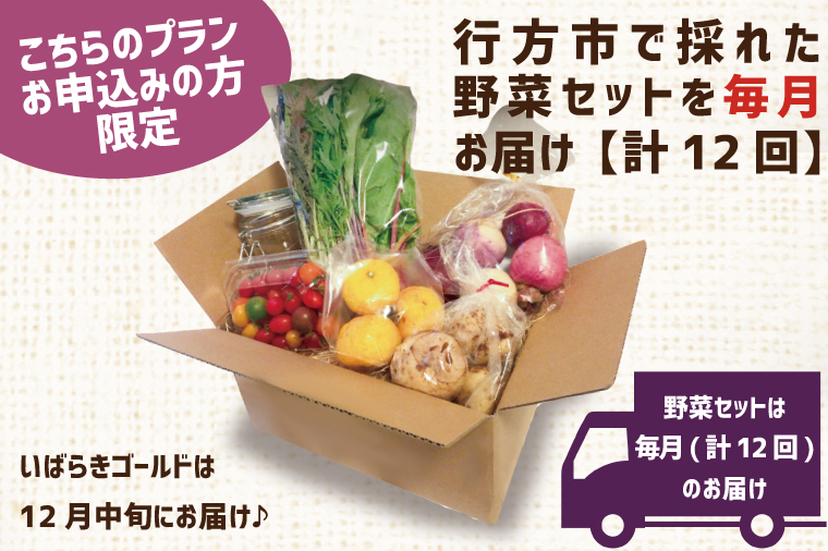 【早割C2プラン】2026年度おいも株オーナー制度 1口｜さつまいも 芋 サツマイモ お芋 おいも株 株 オーナー いばらきゴールド 野菜 野菜セット 定期便 らぽっぽファーム 体験 農園 茨城県 行方市(CQ-11-1)