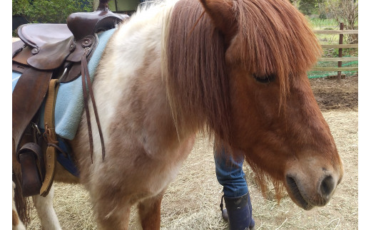 CV-5 ポニーに乗ってお散歩。中級者乗馬（約60分間／1名様）