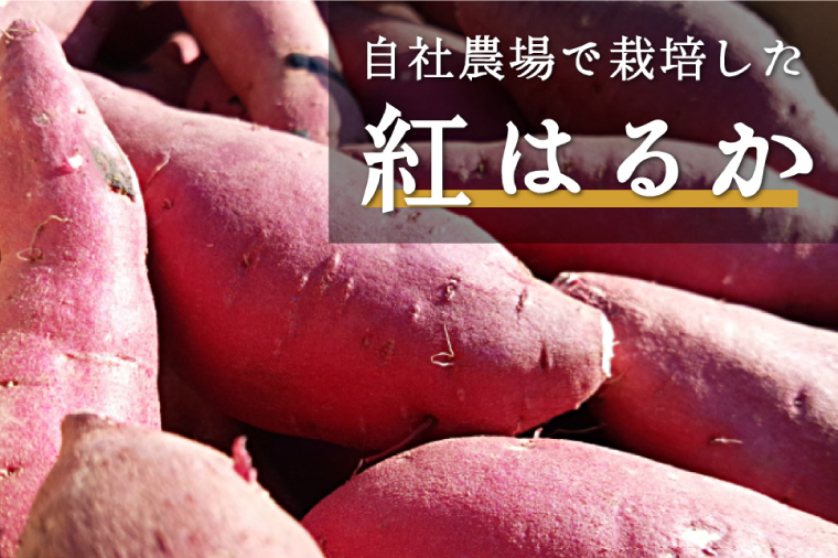 【芋屋久兵衛】茨城県産紅はるか干しいも150g×6セットギフト箱入り（DK-1）
